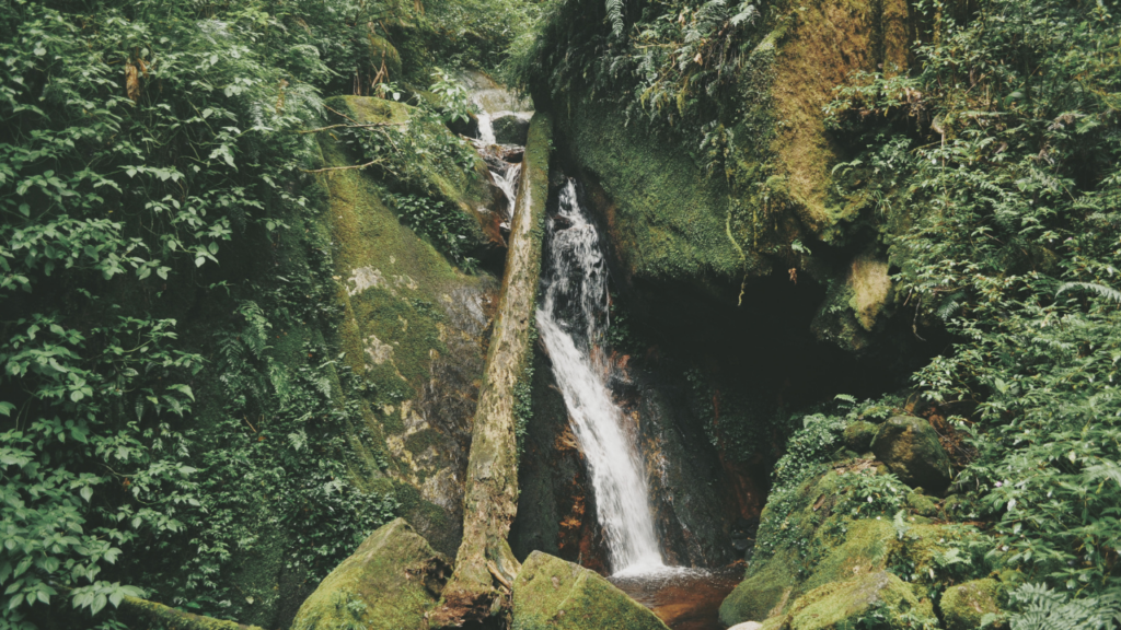 Lush tropical forest surrounds a mossy rock waterfall tumbling between moss-covered cliffs into a serene pool in Chichibu