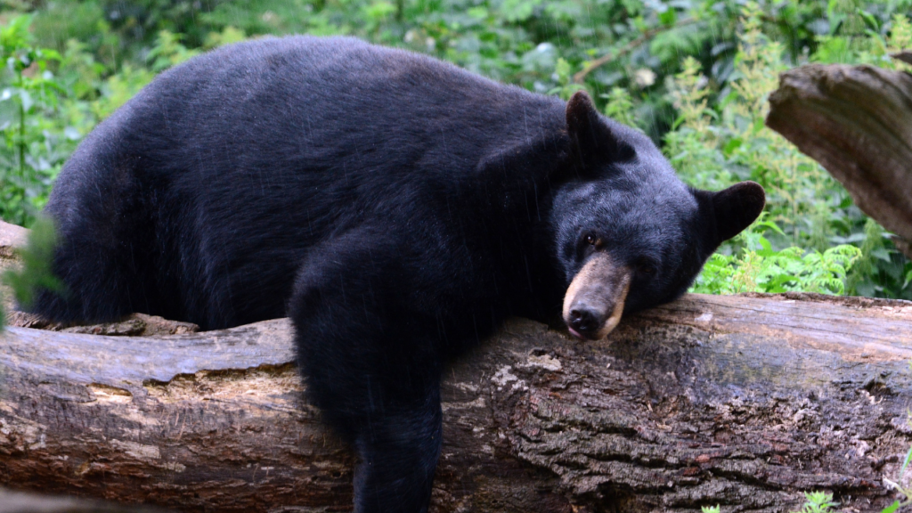 Large black bear lounging on a fallen log in a dense green forest, head resting on the log, wet fur and serene scene.