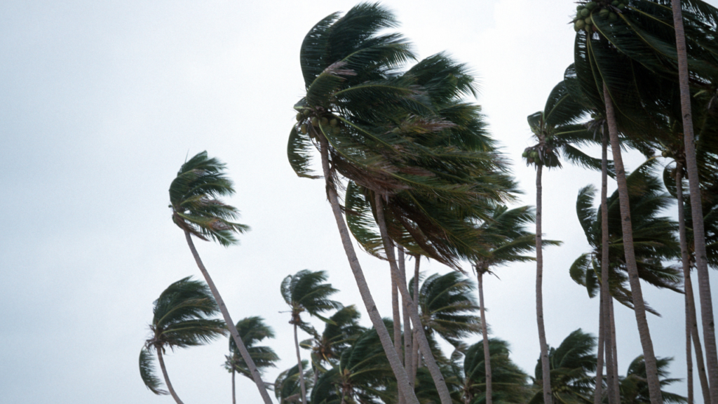 Tall palm trees bend and whip in strong winds under a gray, overcast sky in blustery weather, Japan.