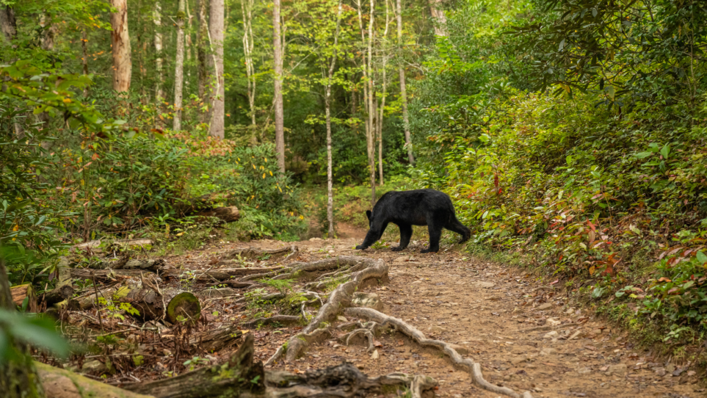 A black bear walks along a dirt forest trail in Japan, surrounded by green trees and fallen logs.