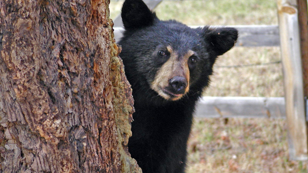 Curious black bear peeks from behind a tree near a wooden fence in a forested area, Japan.