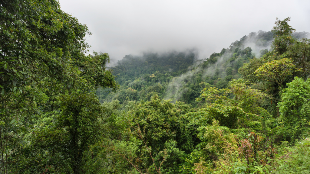 Dense tropical rainforest blankets misty hills, emerald canopy spilling over slopes as fog drifts through.