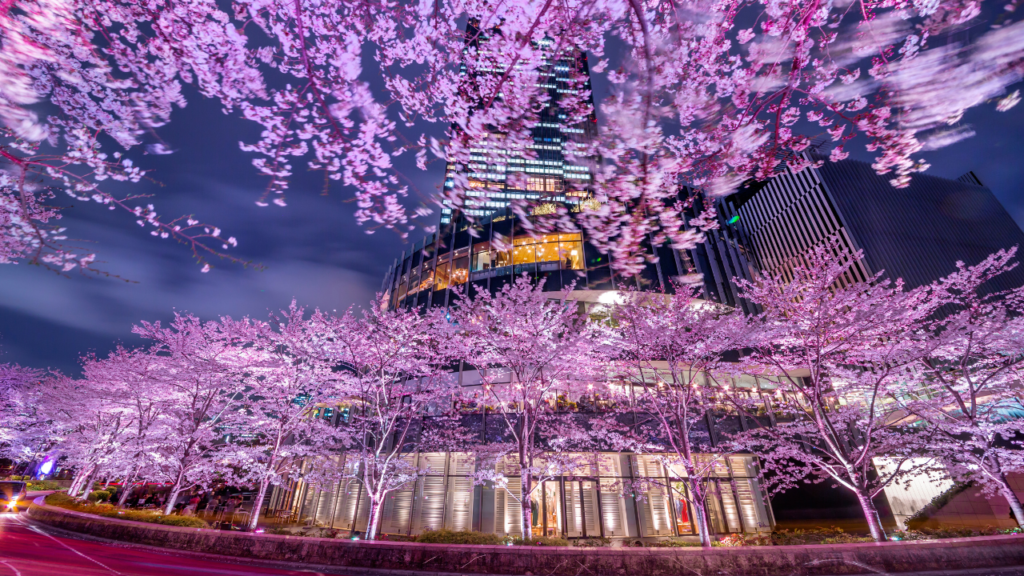 Night in Tokyo, Japan: pink cherry blossoms frame a glass-clad building, with a tall skyscraper against a moody sky.
